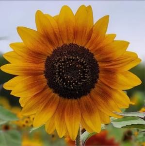 Meet your Posher, Dawn